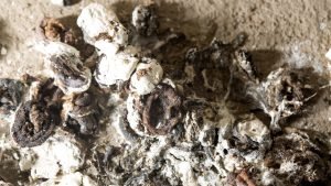 Bird droppings