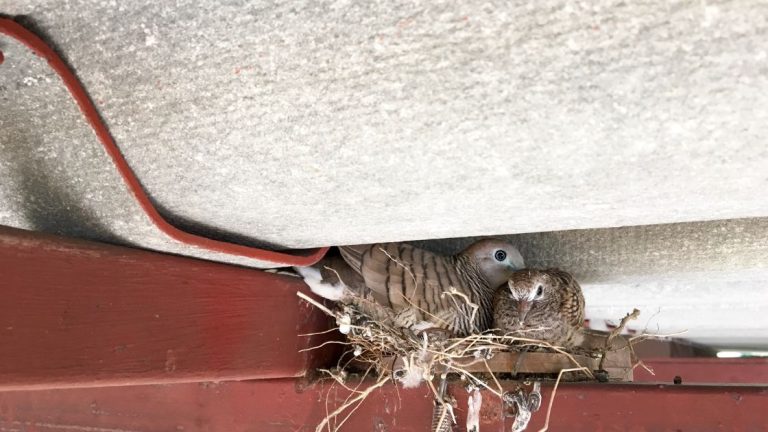 Birds Nesting in Your Attic