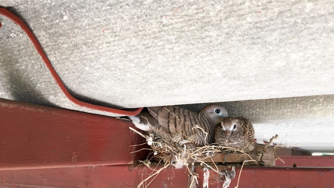Birds Nesting in Your Attic