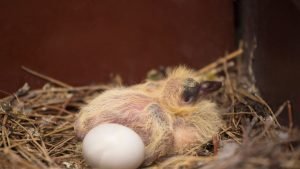 Birds Nesting materials