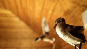 Chirping and Constant Sounds