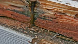 Damaged wood caused by termites