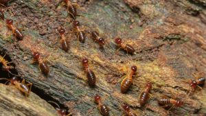 Drywood Termite