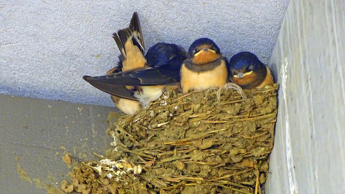 Getting Rid of Birds in Attic