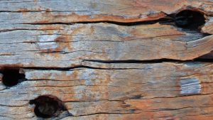 Holes in wood