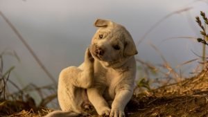 Pets Are Getting Itchy