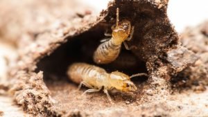 Signs of termites in yard