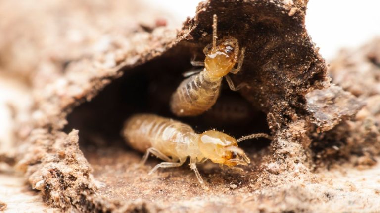 Signs of termites in yard
