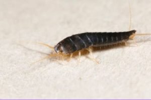 Silverfish