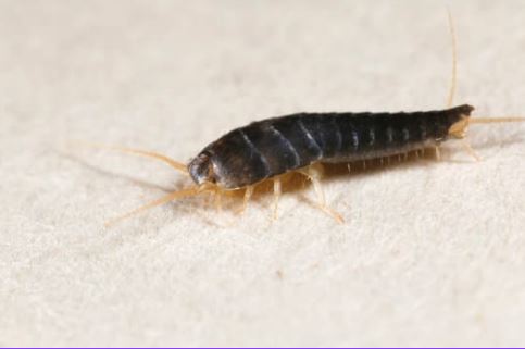 Silverfish