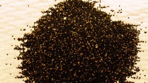 Termite droppings