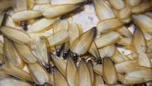 Termite wings