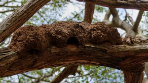 Termites nest on tree