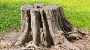 Tree stumps
