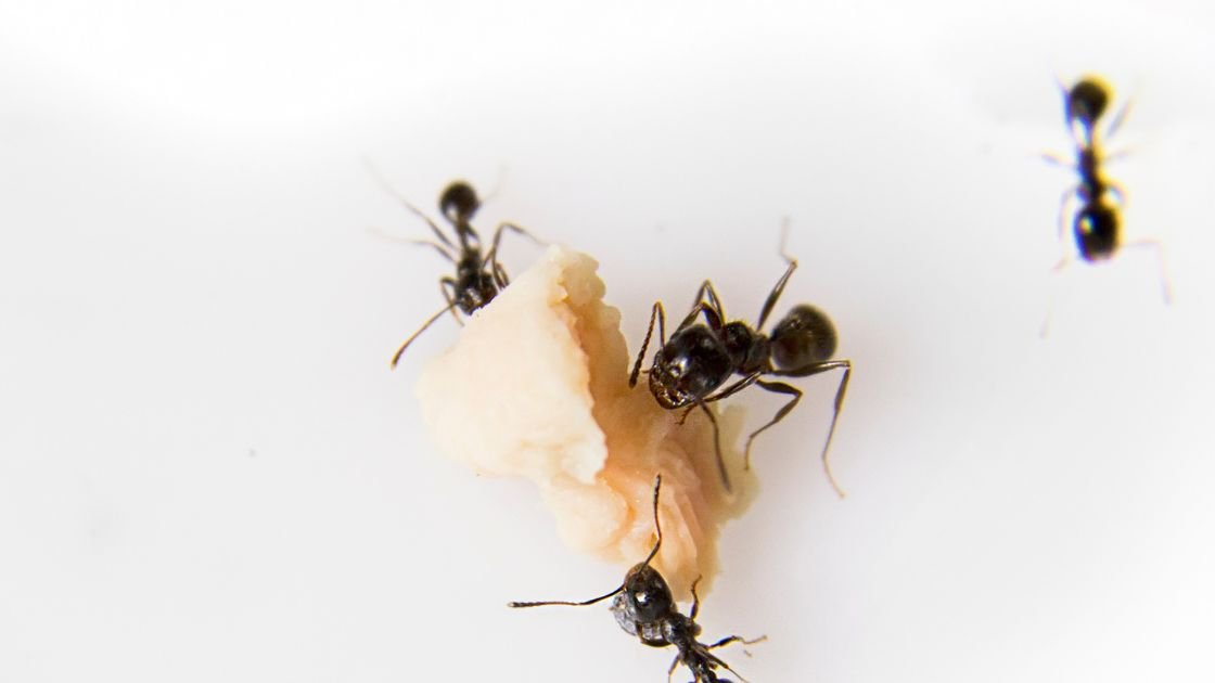 Understanding What Attracts Ants to Your Home