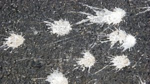 Unpleasant odors of birds feces