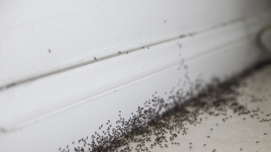 Where do ants enter the house