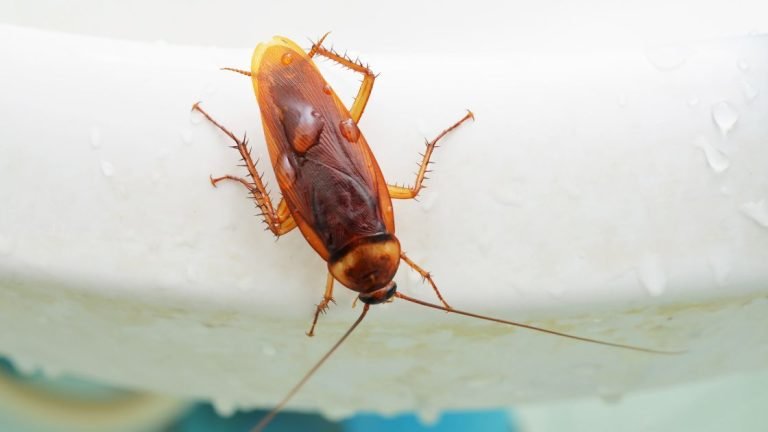 Why Do Cockroaches Suddenly Appear in Your House