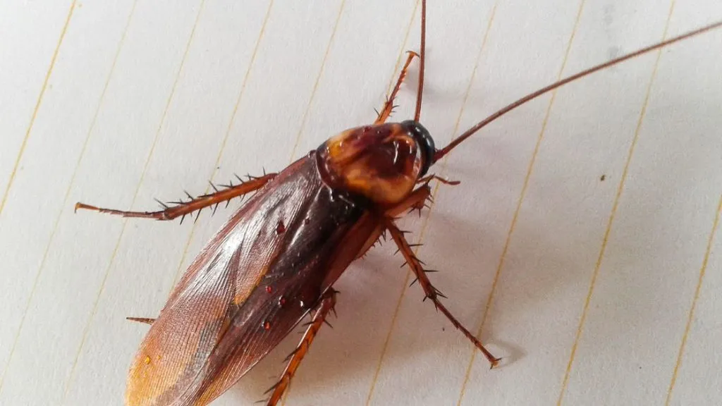 American cockroaches