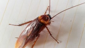 American cockroaches