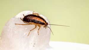 Brown-Banded Cockroaches
