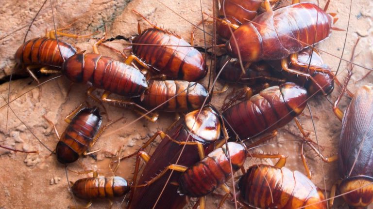 Easy Ways to Identify Cockroaches in Missouri