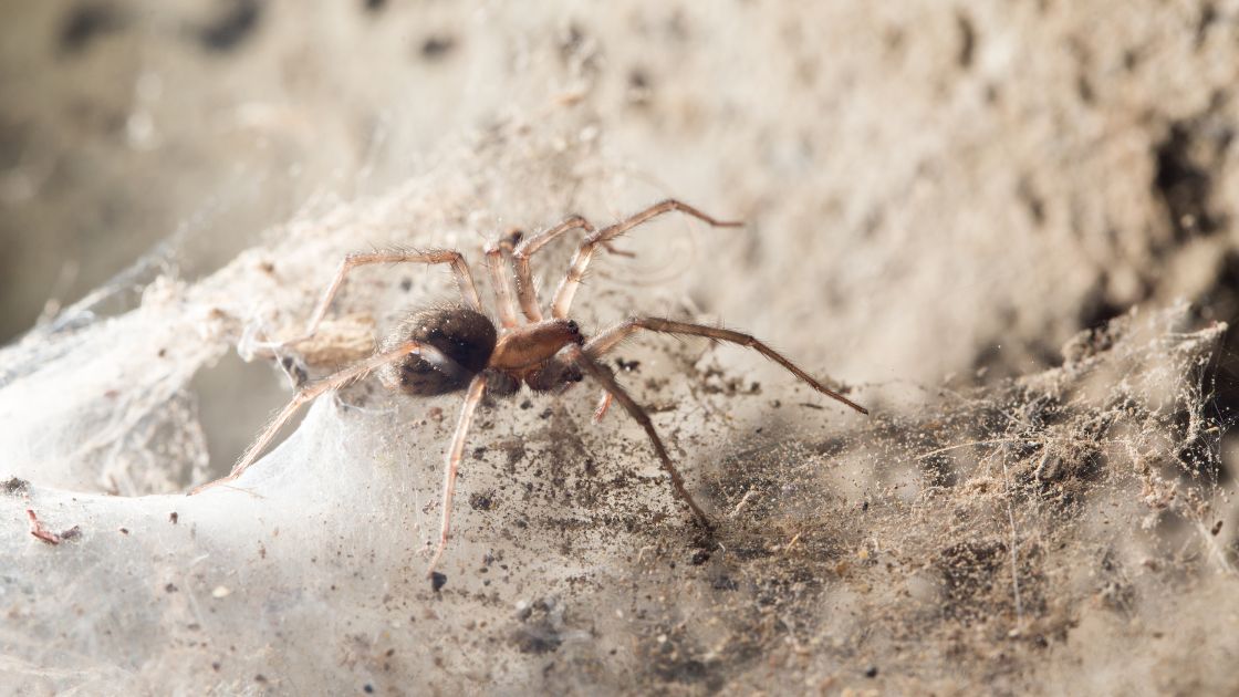 Get Rid of Spiders in Your Basement