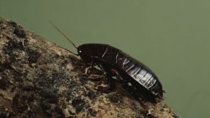 Oriental cockroaches