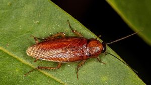 Pennsylvania Wood Cockroach