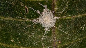 Removing spider webs and egg sacs