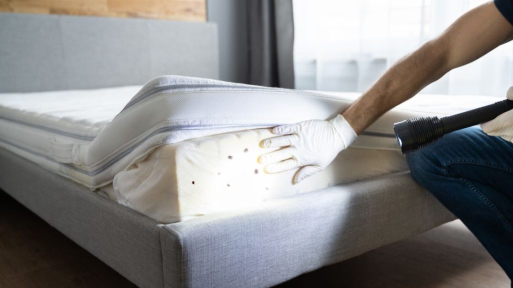 Bed Bug Pest Control