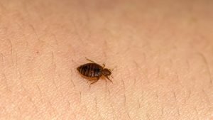 Bed bugs