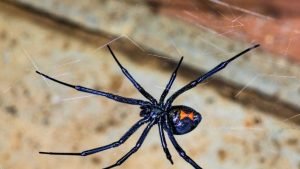 Black Widow Spider