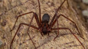 Brown Recluse Spider