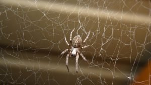 Common House Spider