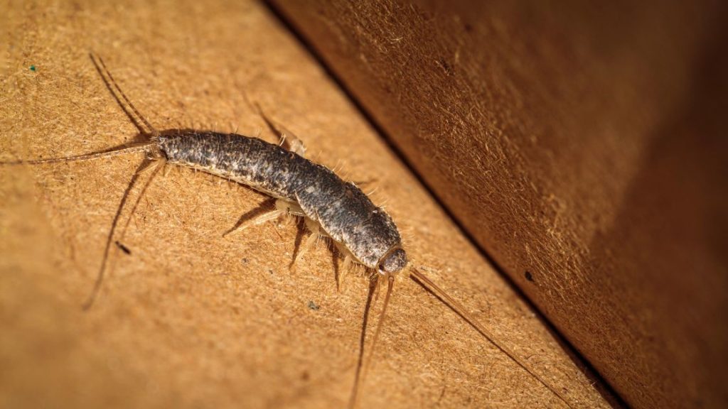 Silverfish Pest Control Cost