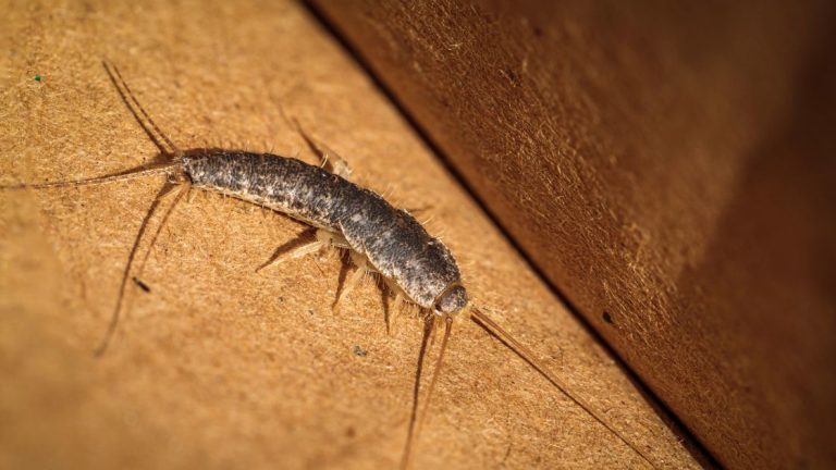 Silverfish Pest Control Cost