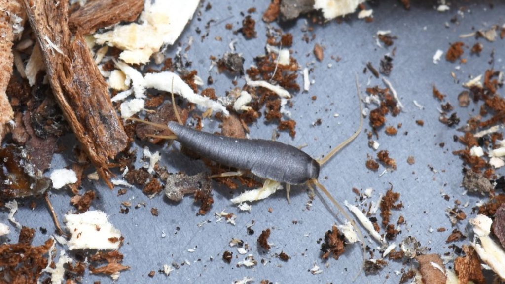 Silverfish damage
