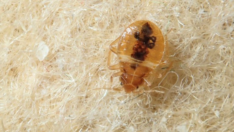 What Attracts Bed Bugs