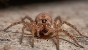 Wolf Spider