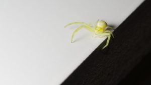 Yellow Sac Spider