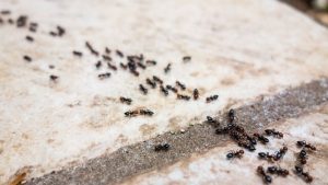 Ant Trail