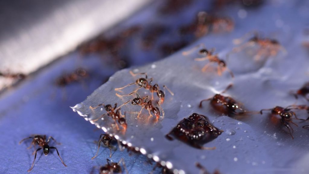 Ant bait