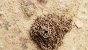 Ant dust