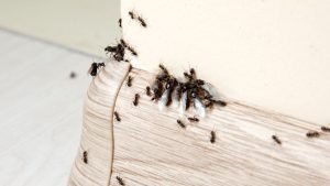 Ants on wood