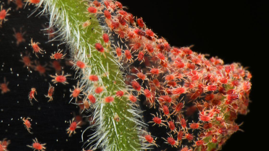 Clover Mite Infestation