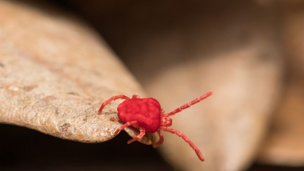 Clover Mites