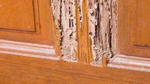 Damage wood