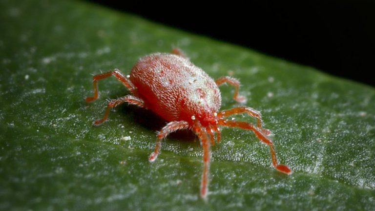 Get Rid of Tiny Red Bugs Clover Mite Pest Control Tips