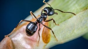How to Get Rid of Carpenter Ants Effective Ant Pest Control Methods